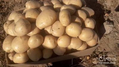 فروش سیب زمینی جلی
