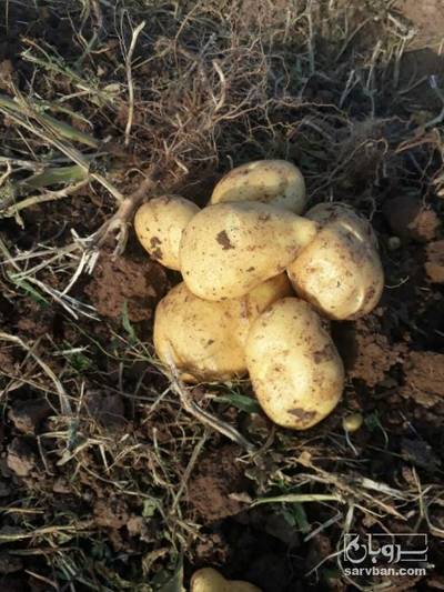 فروش سیب زمینی اگریا