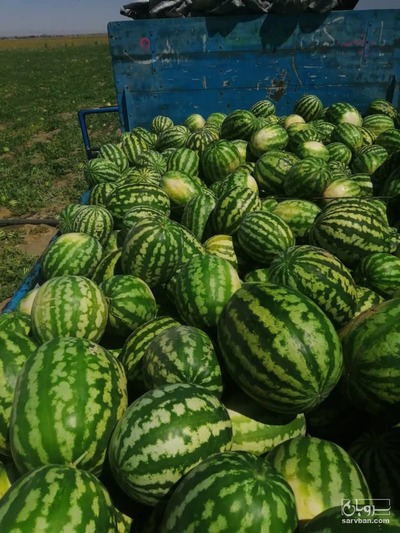 فروش هندوانه