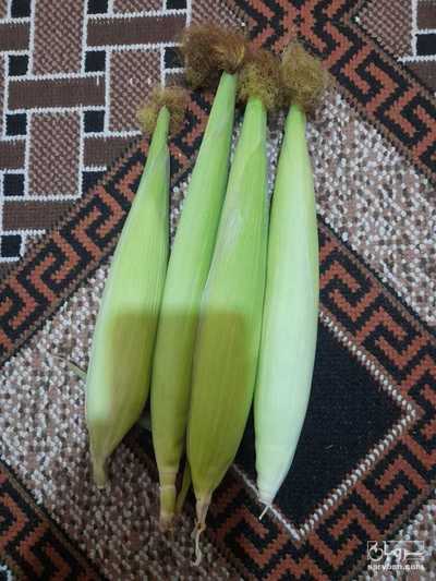فروش ذرت