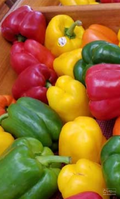 فروش فلفل دلمه ای