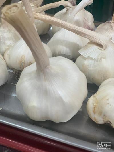 فروش سیر خشک