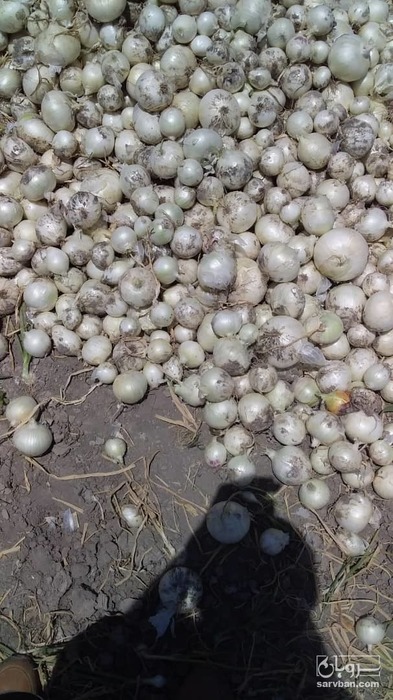 فروش پیاز