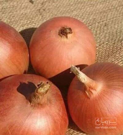 فروش پیاز زرد