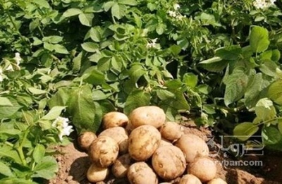 فروش سیب زمینی