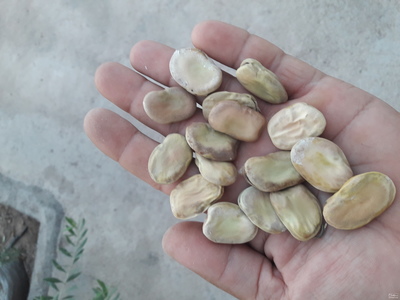 فروش باقلاخشک