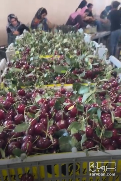 فروش آلبالو داخلی