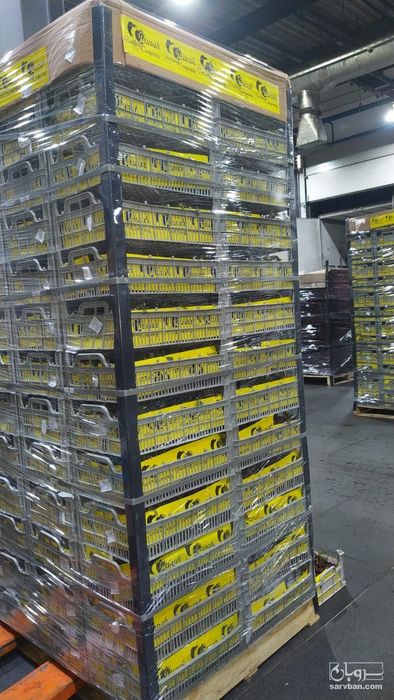 فروش آلبالو