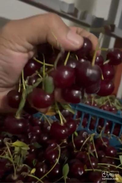 فروش آلبالو