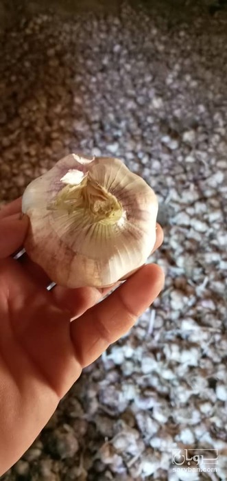 فروش سیر خشک