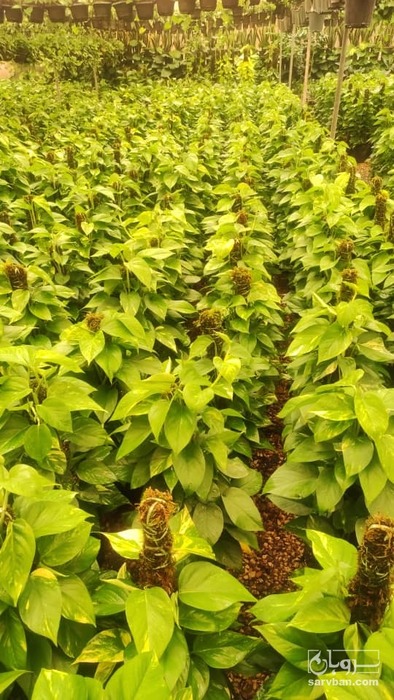 فروش گل آپارتمانی پتوس