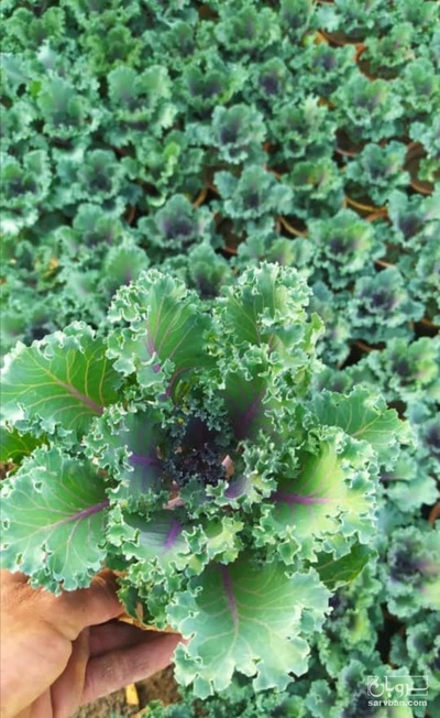 فروش گل کلم