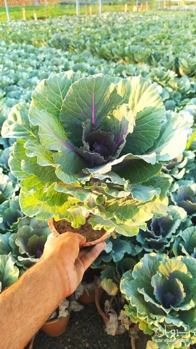 فروش گل آپارتمانی کلمی