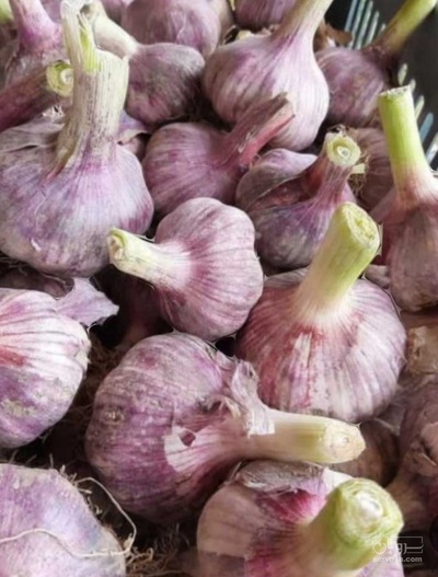 فروش سیر قرمز