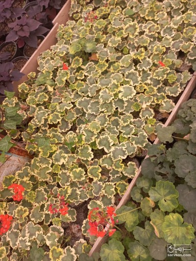 فروش نشا شمعدونی