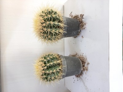 فروش کاکتوس