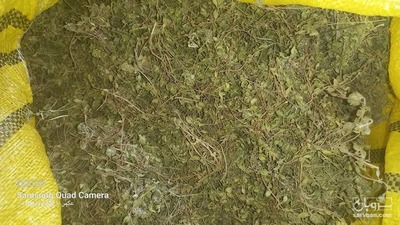 فروش کاکوتی