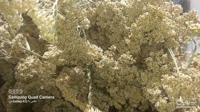 فروش بومادران