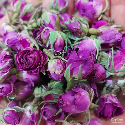 فروش غنچه گل محمدی