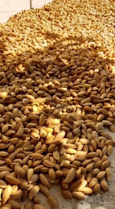 فروش بادام