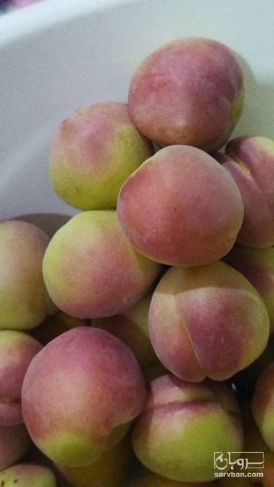 فروش زردآلو