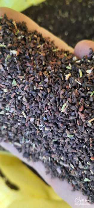 فروش  اسفند