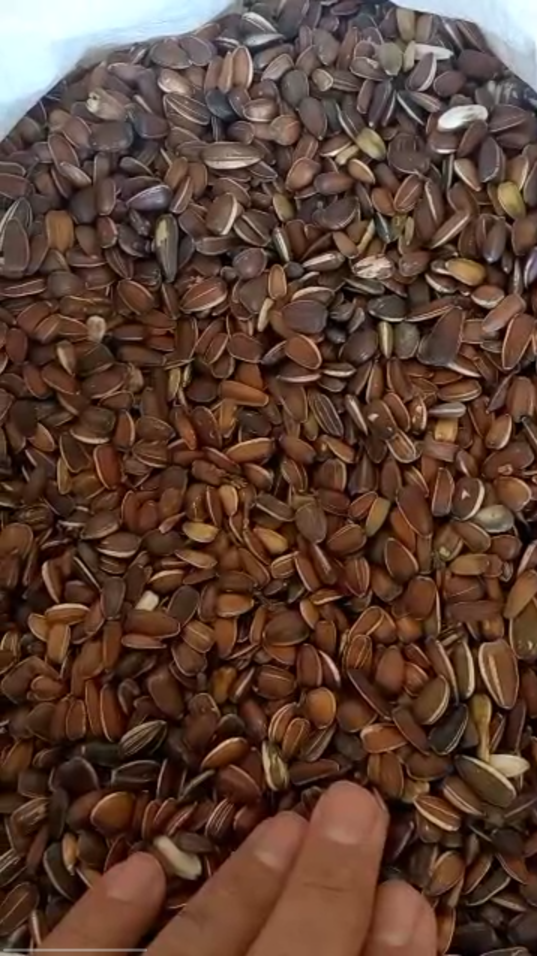 فروش تخمه قرمز خوراکی