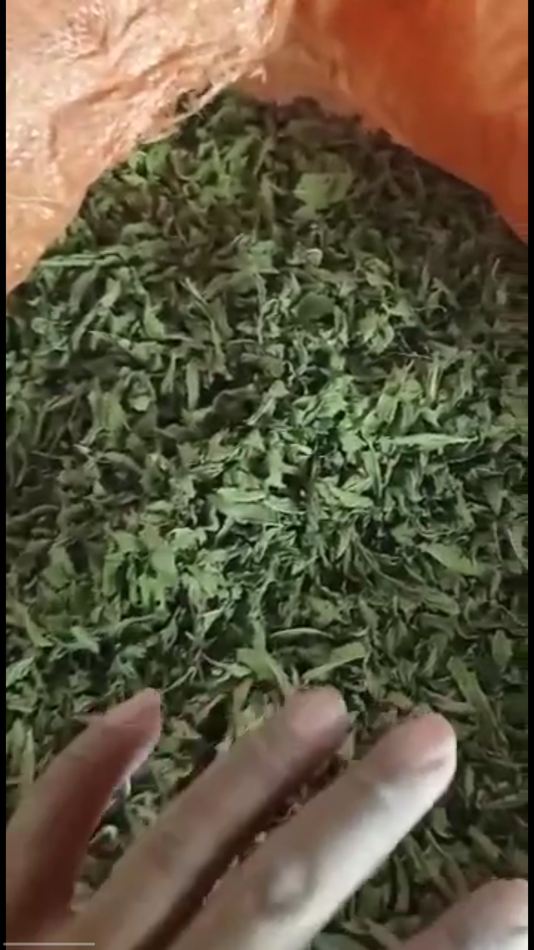 فروش نعناع خشک