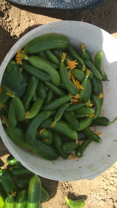 فروش خیار خیار شوری
