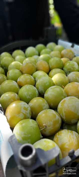 فروش آلو قطره طلا