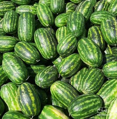 فروش هندوانه بیضی