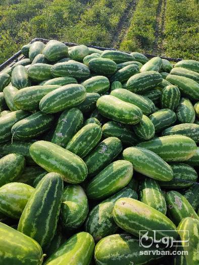 فروش هندوانه بیضی B32