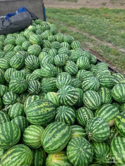 فروش هندوانه گرد