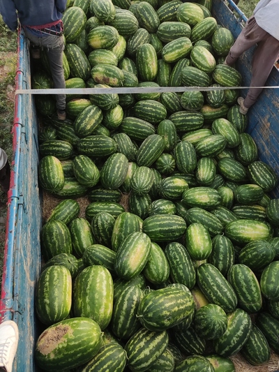 فروش هندوانه بیضی