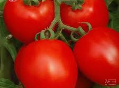 فروش گوجه فرنگی