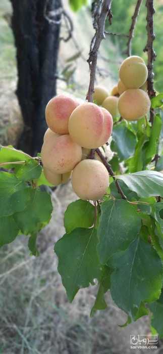 فروش زردآلو