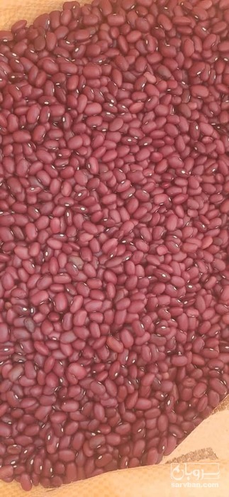 فروش لوبیا قرمز دستچین پولیش خورده