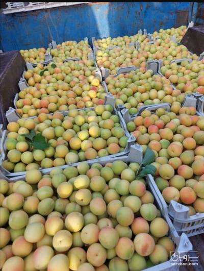 فروش زردآلو