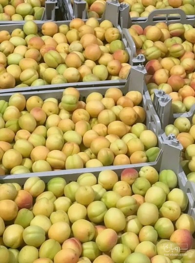 فروش زردآلو