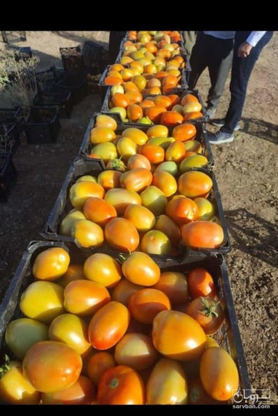 فروش گوجه فرنگی