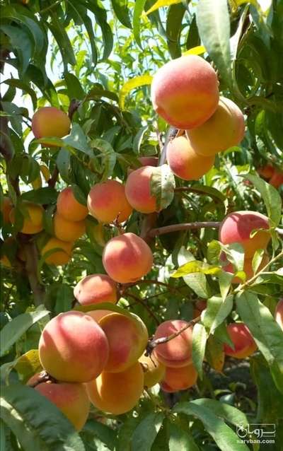 فروش هلو زعفرانی