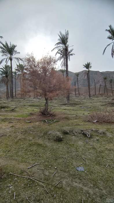 فروش خرما مضافتی