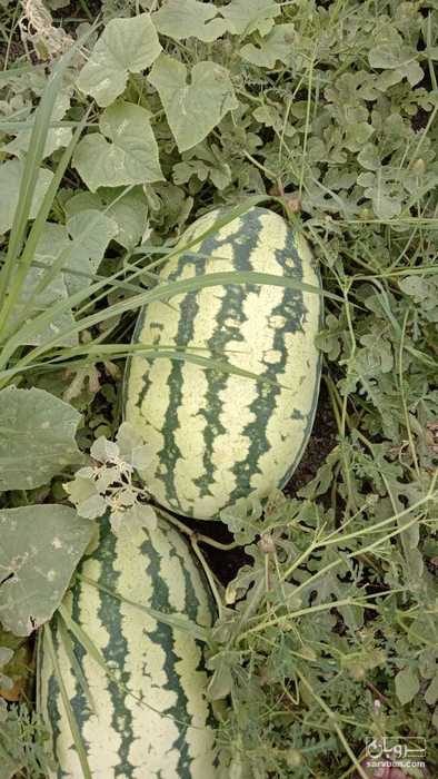 فروش هندوانه ارژانتینی