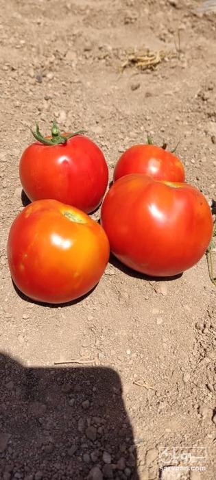 فروش گوجه فرنگی