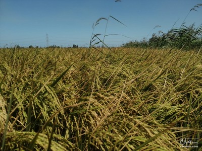 فروش برنج شیرودی