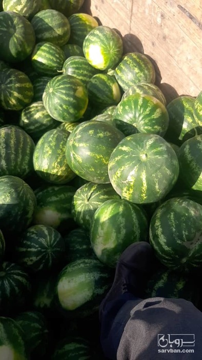 فروش هندوانه