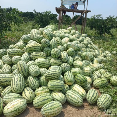 فروش هندوانه