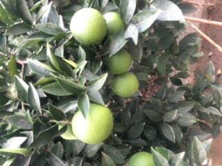 فروش پرتقال سردرختی