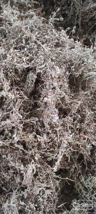 فروش آویشن کوهی