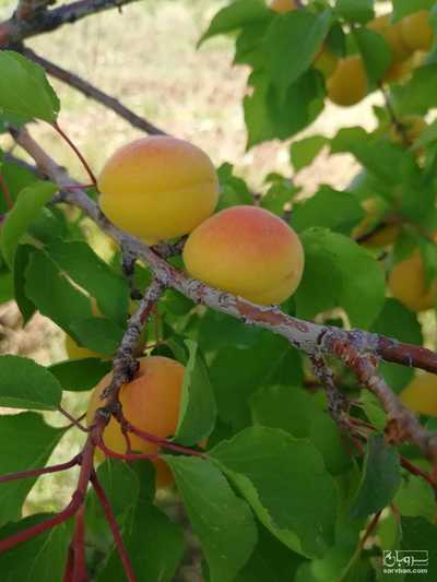 فروش زردآلو